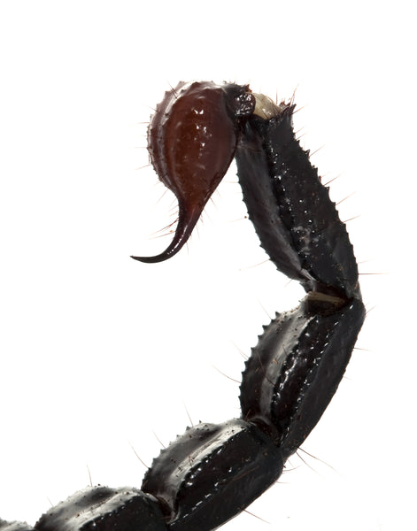 Lil Bugs You Can Eat - Scorpion 4 Pack - Edible Insects farm raised for human consumption