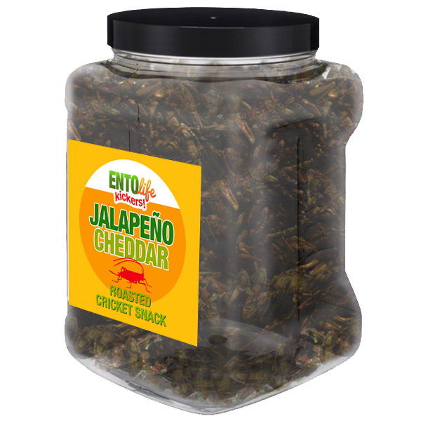 Jalapeno Cheddar Flavored Cricket Snack - Pound Size