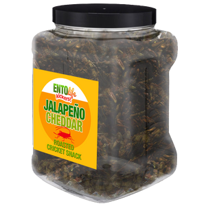 Jalapeno Cheddar Flavored Cricket Snack - Pound Size