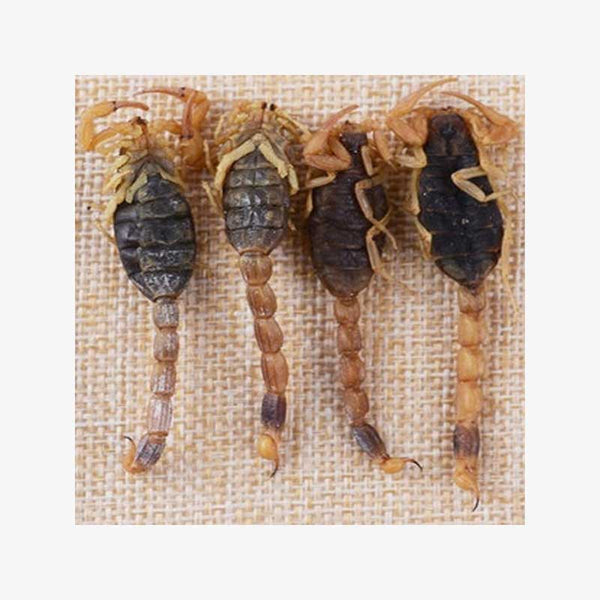 Culinary Quality Scorpions | 250 scorpions | Edible Insects | Edible Bugs