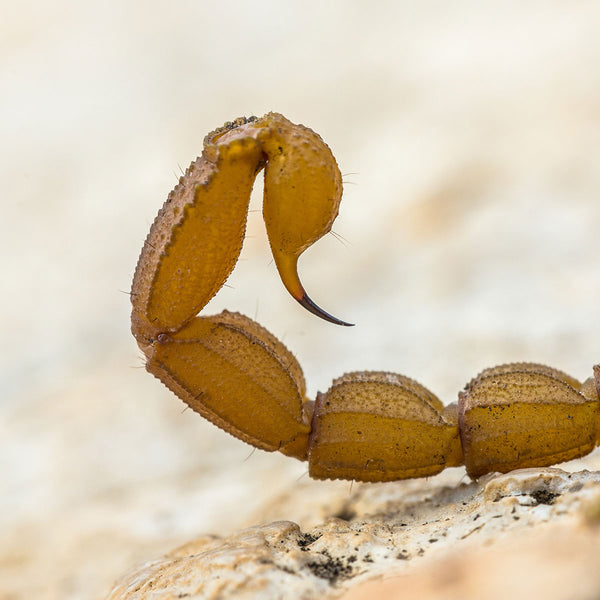 Scorpion You Can Eat in a Bottle